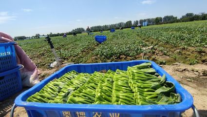 驻马店驿城区 有机蔬菜直供港澳，生态种植铺就富民路