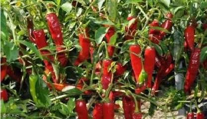 GAP在辣椒种植中控制农药残留的应用 提升农副产品安全与品质