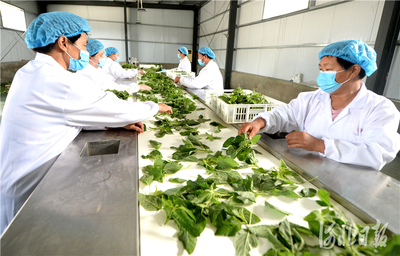 河北邢台 野菜种植富农家，特色农产兴乡村
