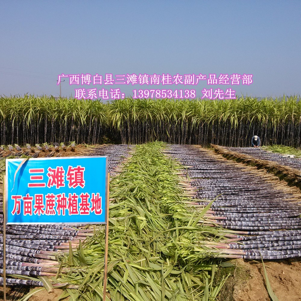 甜蜜的馈赠 黑皮甘蔗——我家乡的绿色宝藏