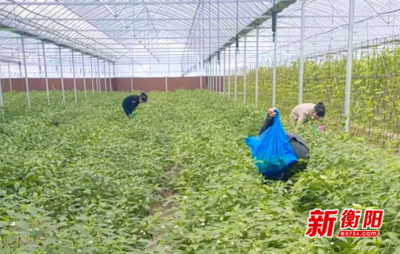 衡东县供销合作社 发挥组织优势，撬动蔬菜产业与农副产品种植新引擎