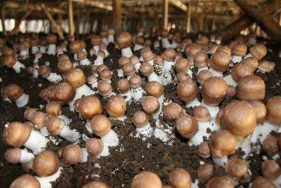 全市规模最大的姬松茸食用菌种植基地落户茨营，农副产品种植迎来新篇章