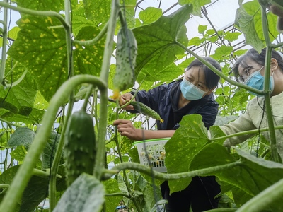 迁安大棚黄瓜喜获丰收，农副产品种植助力农民幸福升级