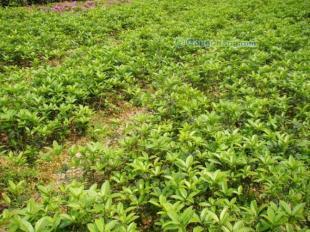 供应长沙丹桂全攻略 价格、基地、小苗与种植技术详解