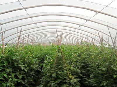 臭氧化法在农副产品种植中的革新应用与前景