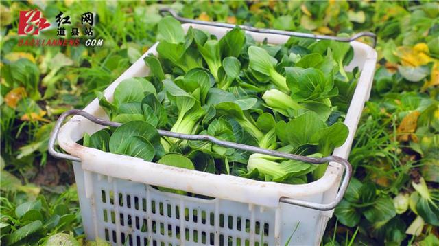道县蔬菜稳产保供，群众“菜篮”充实