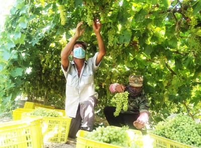 黄田农场 葡萄丰收销路畅 农副产品种植喜人