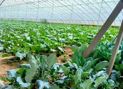 松江保供 80吨品类蔬菜抵松，本地种植助力全市“菜篮子”