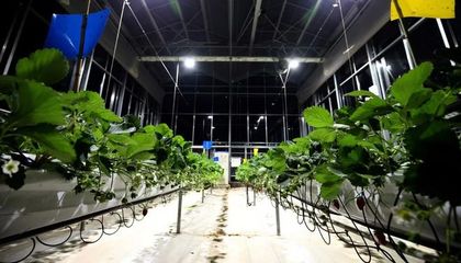 拼多多 慢下来，才能越拼越快——农副产品种植的踏实之道