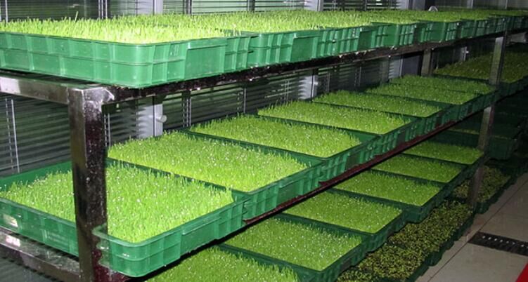 芽苗菜水培营养液价格与选择指南