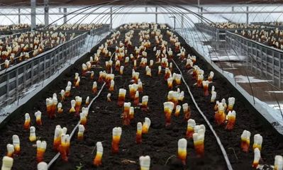 寿仙谷有机国药共富工坊 村企联动、科技富民，探索农副产品种植新模式