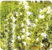青岛百草香 香花草卉种子与种苗产品全攻略及农副产品优质推荐