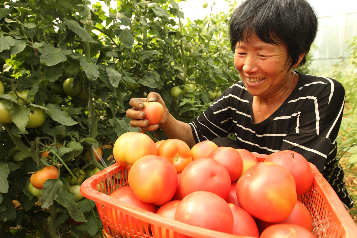 河南许昌 蔬菜产业助农脱贫增收，农副产品种植绽放新活力